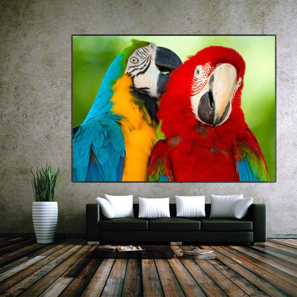 Picture of macaws